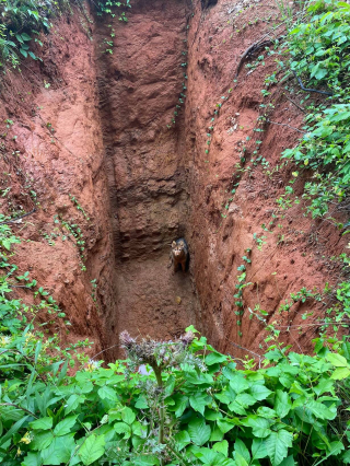 Illustration de l'article : Au cours d’une promenade, un homme découvre un chien dans une fosse profonde et appelle les secours