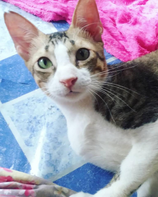 Illustration de l'article : Une bienfaitrice récupère un chat ébouillanté par une personne malveillante et change sa vie