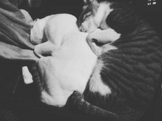 Illustration de l'article : Une bienfaitrice récupère un chat ébouillanté par une personne malveillante et change sa vie