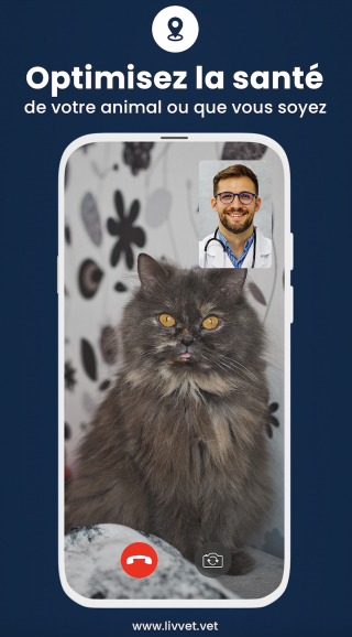 Illustration de l'article : Liv'Vet, l'application de téléconsultation qui vous permet d'avoir un vétérinaire à portée de main pendant vos vacances