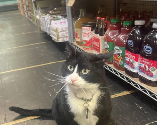 Illustration de l'article : Une pétition lancée contre la décision d’expulser ce chat du magasin où il vit