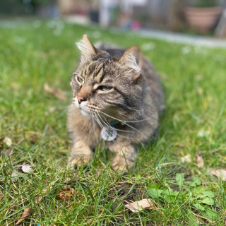 Illustration de l'article : Protégez votre compagnon en cas de disparition grâce à ce médaillon connecté