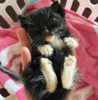 Illustration de l'article : Un chat malade et sous-développé se métamorphose en quelques semaines entre les mains de ses bienfaiteurs