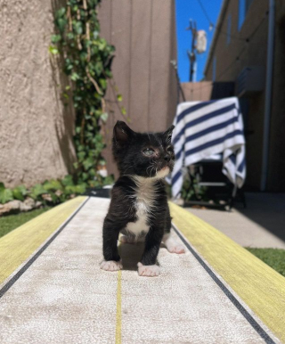 Illustration de l'article : Un chat malade et sous-développé se métamorphose en quelques semaines entre les mains de ses bienfaiteurs