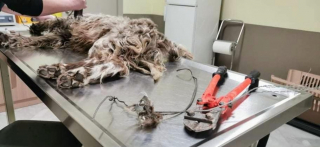 Illustration de l'article : Depuis plusieurs années, ce chien errait avec un fil de fer attaché autour de son cou