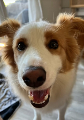 Illustration de l'article : L’adorable réaction d’un Border Collie qui rencontre sa nouvelle petite sœur humaine (vidéo)