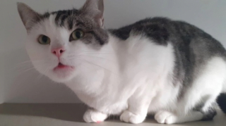 Illustration de l'article : Une promeneuse entend un miaulement de désespoir provenant d'un sac à linge dans un parc