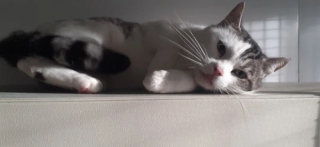 Illustration de l'article : Une promeneuse entend un miaulement de désespoir provenant d'un sac à linge dans un parc