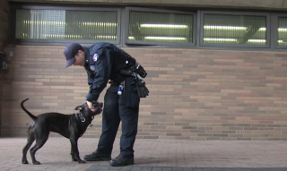 Illustration de l'article : Découvert enchaîné à une clôture, ce chien prend une revanche sur la vie grâce au policier qui l’a sauvé