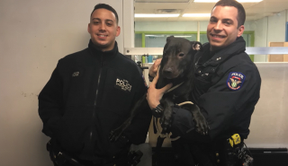 Illustration de l'article : Découvert enchaîné à une clôture, ce chien prend une revanche sur la vie grâce au policier qui l’a sauvé