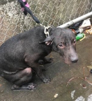 Illustration de l'article : Découvert enchaîné à une clôture, ce chien prend une revanche sur la vie grâce au policier qui l’a sauvé