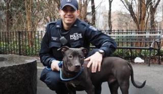 Illustration de l'article : Découvert enchaîné à une clôture, ce chien prend une revanche sur la vie grâce au policier qui l’a sauvé