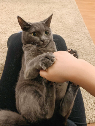 Illustration de l'article : 20 photos hilarantes de chats refusant catégoriquement les câlins de leurs humains