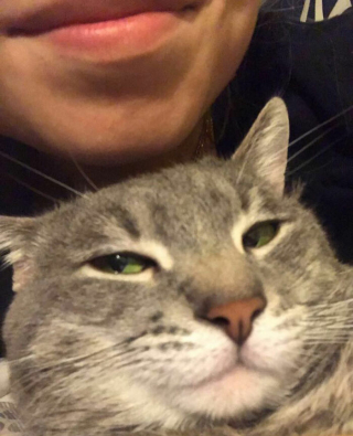 Illustration de l'article : 20 photos hilarantes de chats refusant catégoriquement les câlins de leurs humains