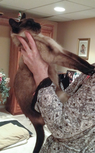 Illustration de l'article : 20 photos hilarantes de chats refusant catégoriquement les câlins de leurs humains