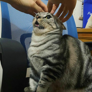 Illustration de l'article : 20 photos hilarantes de chats refusant catégoriquement les câlins de leurs humains