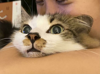 Illustration de l'article : 20 photos hilarantes de chats refusant catégoriquement les câlins de leurs humains