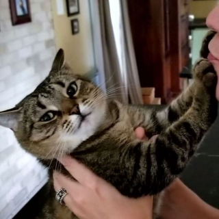 Illustration de l'article : 20 photos hilarantes de chats refusant catégoriquement les câlins de leurs humains