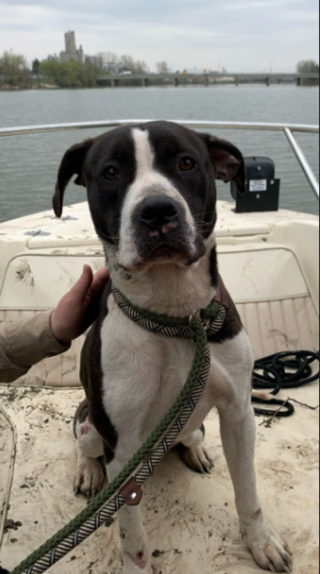 Illustration de l'article : Des pêcheurs découvrent une chienne abandonnée sur une île inhabitée