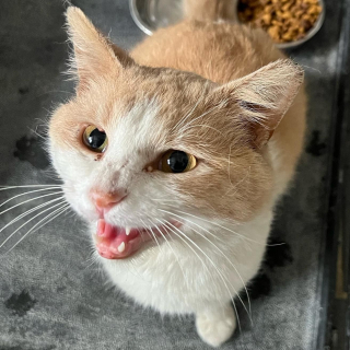 Illustration de l'article : Un félin atteint du sida du chat se rend de lui-même dans la cour d’un refuge