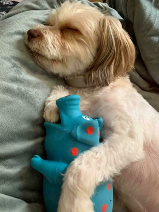 Illustration de l'article : 20 photos capturant le charme irrésistible des chiens et chats vaincus par le sommeil