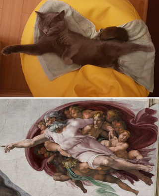 Illustration de l'article : 20 photos capturant le charme irrésistible des chiens et chats vaincus par le sommeil