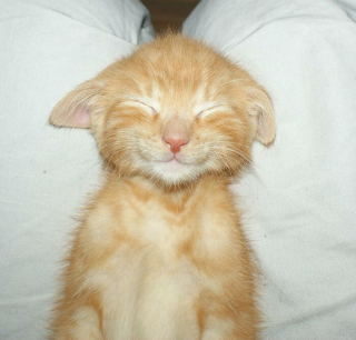 Illustration de l'article : 20 photos capturant le charme irrésistible des chiens et chats vaincus par le sommeil