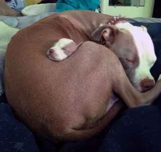 Illustration de l'article : 20 photos capturant le charme irrésistible des chiens et chats vaincus par le sommeil