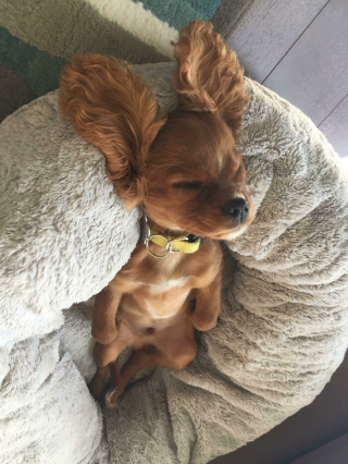 Illustration de l'article : 20 photos capturant le charme irrésistible des chiens et chats vaincus par le sommeil