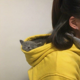 Illustration de l'article : 20 photos capturant le charme irrésistible des chiens et chats vaincus par le sommeil