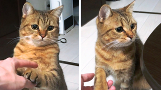 Illustration de l'article : 17 photos d'animaux maîtrisant l'art d'attendrir les humains avec leurs expressions faciales uniques