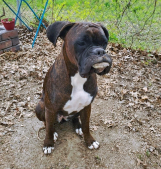 Illustration de l'article : 17 photos d'animaux maîtrisant l'art d'attendrir les humains avec leurs expressions faciales uniques