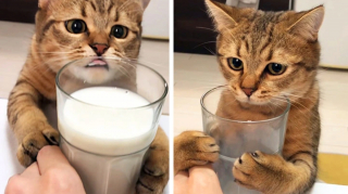 Illustration de l'article : 17 photos d'animaux maîtrisant l'art d'attendrir les humains avec leurs expressions faciales uniques