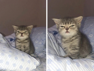 Illustration de l'article : 17 photos d'animaux maîtrisant l'art d'attendrir les humains avec leurs expressions faciales uniques