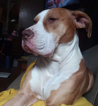 Illustration de l'article : 17 photos d'animaux maîtrisant l'art d'attendrir les humains avec leurs expressions faciales uniques