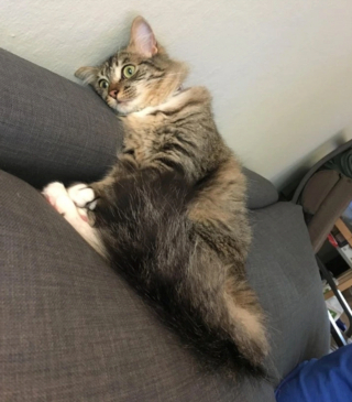 Illustration de l'article : 17 photos d'animaux maîtrisant l'art d'attendrir les humains avec leurs expressions faciales uniques