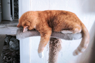 Illustration de l'article : 17 photos d'animaux maîtrisant l'art d'attendrir les humains avec leurs expressions faciales uniques