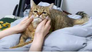 Illustration de l'article : 17 photos d'animaux maîtrisant l'art d'attendrir les humains avec leurs expressions faciales uniques