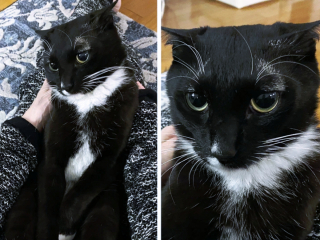 Illustration de l'article : 17 photos d'animaux maîtrisant l'art d'attendrir les humains avec leurs expressions faciales uniques