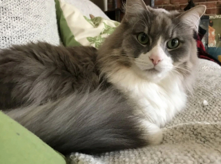 Illustration de l'article : 17 photos d'animaux maîtrisant l'art d'attendrir les humains avec leurs expressions faciales uniques