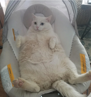 Illustration de l'article : 17 photos d'animaux maîtrisant l'art d'attendrir les humains avec leurs expressions faciales uniques