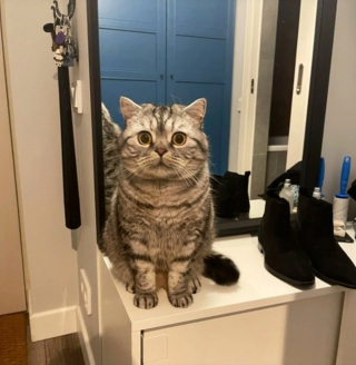 Illustration de l'article : 17 photos d'animaux maîtrisant l'art d'attendrir les humains avec leurs expressions faciales uniques