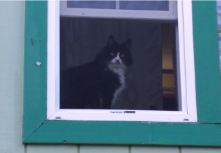 Illustration de l'article : 17 photos d'animaux maîtrisant l'art d'attendrir les humains avec leurs expressions faciales uniques