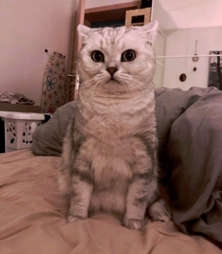 Illustration de l'article : 17 photos d'animaux maîtrisant l'art d'attendrir les humains avec leurs expressions faciales uniques