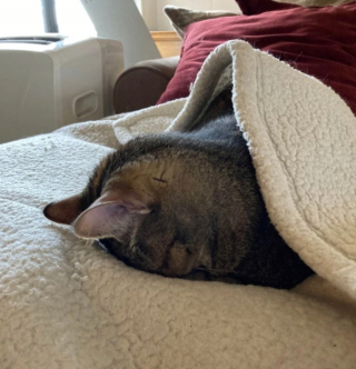 Illustration de l'article : 17 photos d'animaux maîtrisant l'art d'attendrir les humains avec leurs expressions faciales uniques