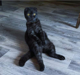 Illustration de l'article : 17 photos d'animaux maîtrisant l'art d'attendrir les humains avec leurs expressions faciales uniques