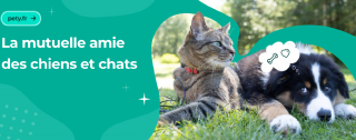 Illustration de l'article : Une nouvelle ère pour l'assurance animale et les soins vétérinaires : l'approche innovante de Pety