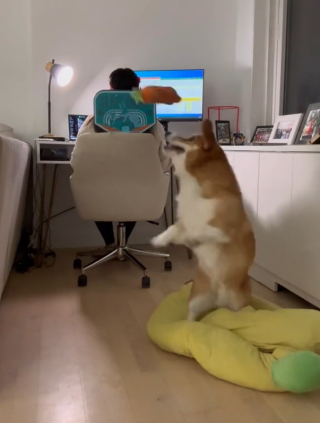 Illustration de l'article : La vidéo hilarante d’un chien qui joue au basketball pour s’occuper pendant que ses propriétaires télétravaillent 