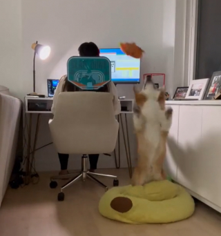 Illustration de l'article : La vidéo hilarante d’un chien qui joue au basketball pour s’occuper pendant que ses propriétaires télétravaillent 