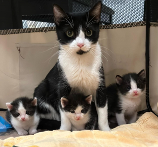 Illustration de l'article : Une ancienne chatte sauvage finit par accepter de confier ses 6 petits sosies à sa famille d’accueil